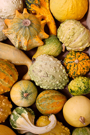 66. Gourds - Rome, Italy