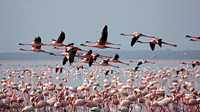 6. Flamingos - Lake Nakuru, Kenya