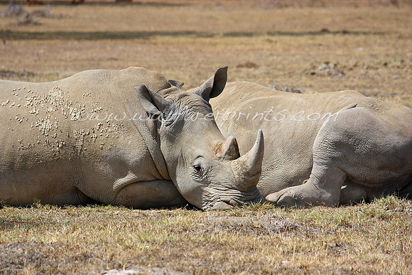 35. Rhino - Lake Nakuru, Kenya