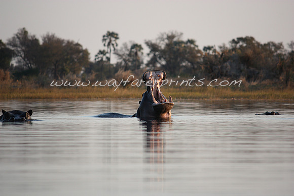 25. Hippo Pod - Okavango Delta, Botswana