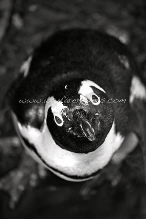 79. Boulders Beach - False Bay, South Africa