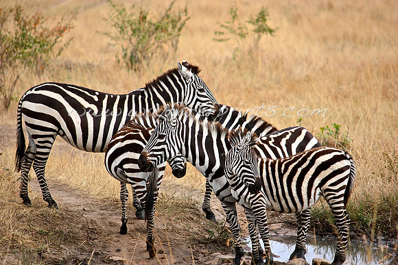97. Zebra - Masai Mara, Kenya