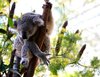 20. Napping Koala - Sydney, Australia