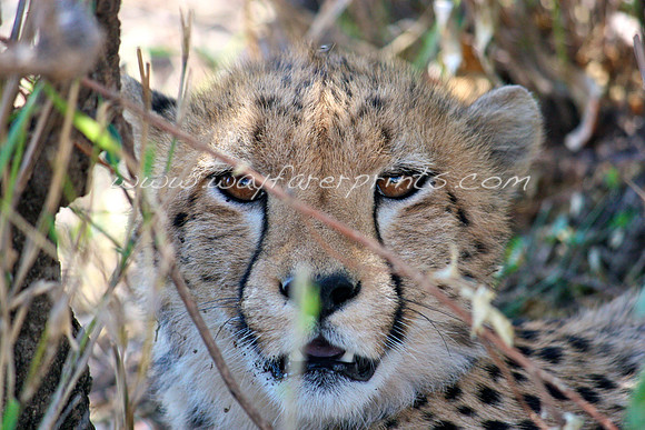 68. Resting Cheetah - Masai Mara, Kenya