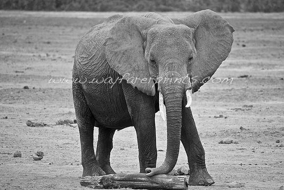 86. Elephant - Amboseli National Park, Kenya