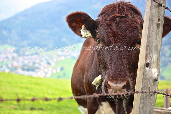 73. Out to Pasture - Kaprun, Austria