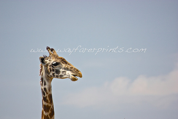 40. Giraffe - Masai Mara, Kenya