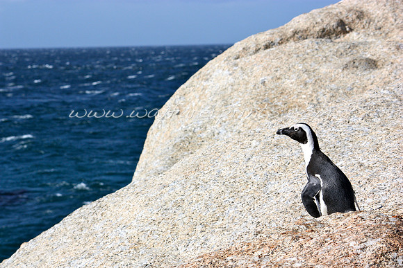 78. Boulders Beach - False Bay, South Africa