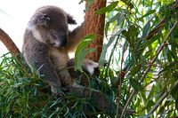 8. Napping Koala - Sydney, Australia