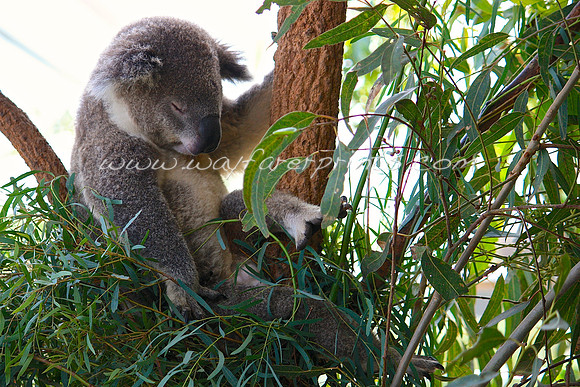 8. Napping Koala - Sydney, Australia